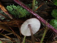 Mycena sanguinolenta