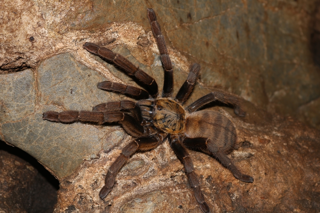 Chinese Giant Gold Tarantula