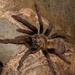 Chinese Giant Gold Tarantula - Photo (c) Edgar Stich, some rights reserved (CC BY-NC), uploaded by Edgar Stich