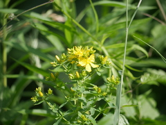 Hypericum perforatum