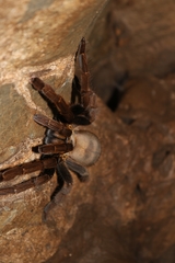 Cyriopagopus schmidti