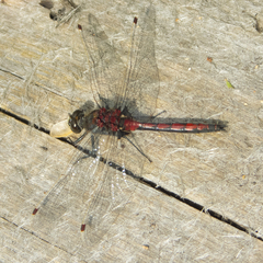 Leucorrhinia borealis