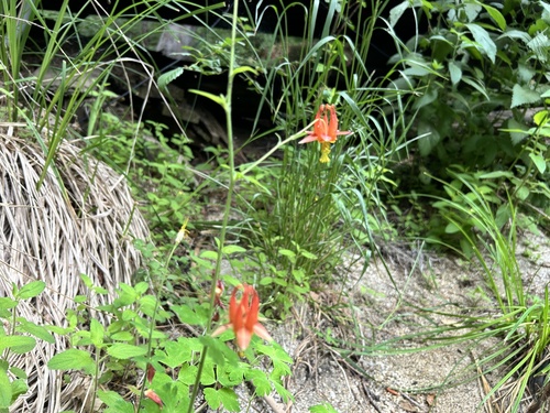iNaturalist observation photo of western columbine