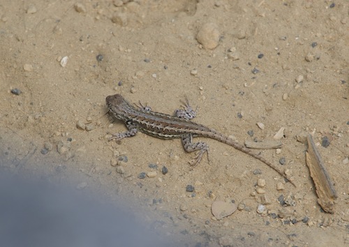 iNaturalist observation photo of Common Sagebrush Lizard