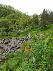 Ferula songarica