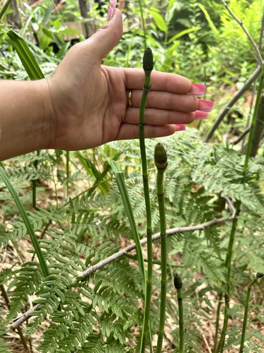 iNaturalist observation photo of smooth horsetail