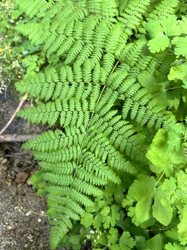 iNaturalist observation photo of Hairy brackenfern