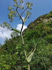 Ferula songarica