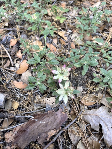 iNaturalist observation photo of Yellow monardella