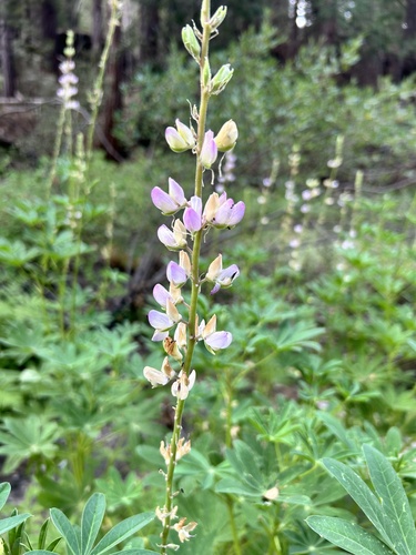 iNaturalist observation photo of Broadleaf Lupine