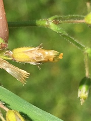 Dasineura fructum