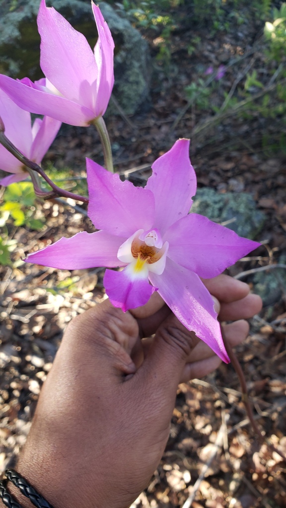 Laelia autumnalis
