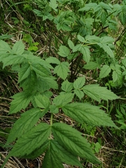 Actaea cimicifuga