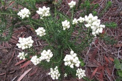 Helichrysum teretifolium