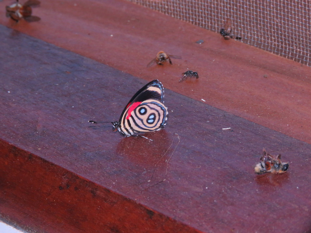 Catagramma hystaspes