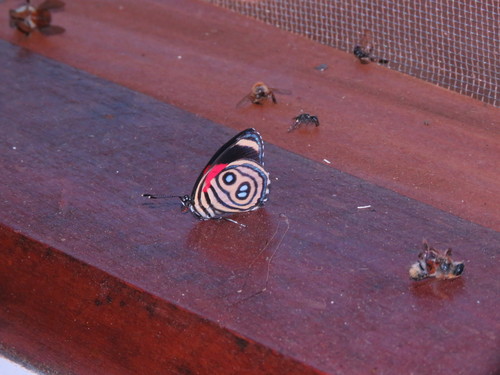 Catagramma hystaspes