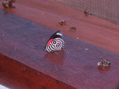 Catagramma hystaspes