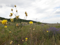 Centaurea orientalis