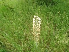 Eremurus robustus