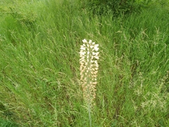 Eremurus robustus