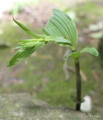 Epipactis helleborine