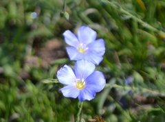 Linum alpinum