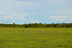 Odocoileus virginianus cariacou