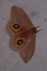 Automeris cecrops pamina