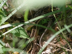 Lacerta agilis