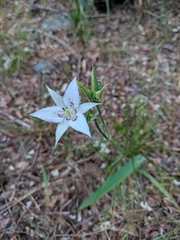 Calochortus lyallii