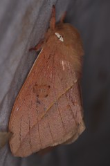 Automeris cecrops pamina