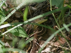 Lacerta agilis