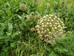 Allium fetisowii