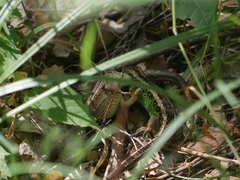 Lacerta agilis