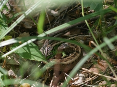 Lacerta agilis