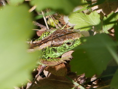 Lacerta agilis
