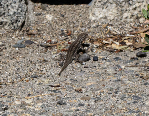 iNaturalist observation photo of Common Sagebrush Lizard