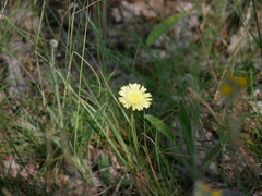 Pilosella officinarum