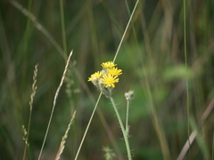 Pilosella caespitosa