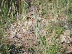 Pilosella caespitosa