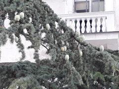 Cedrus