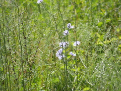 Cichorium intybus
