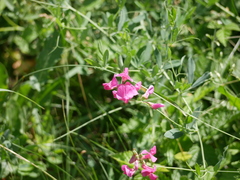 Lathyrus tuberosus