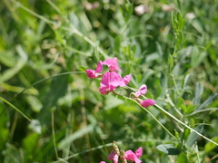 Lathyrus tuberosus