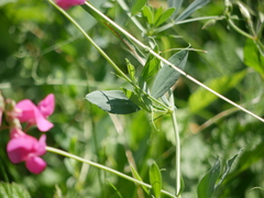 Lathyrus tuberosus