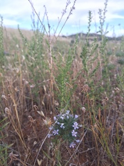 Navarretia tagetina