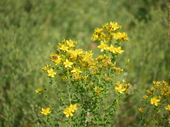 Hypericum perforatum
