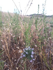 Navarretia tagetina