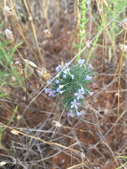 Navarretia tagetina