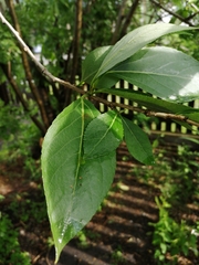 Populus laurifolia